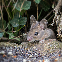 Buy canvas prints of mouse by Kelvin Rumsby