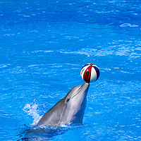 Buy canvas prints of dolphin display by Kelvin Rumsby