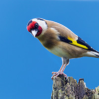 Buy canvas prints of goldfinch by Kelvin Rumsby