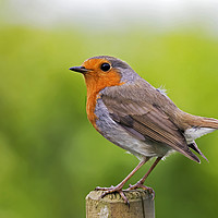Buy canvas prints of robin by Kelvin Rumsby