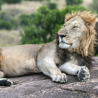 Buy canvas prints of Wild African lion by Kelvin Rumsby