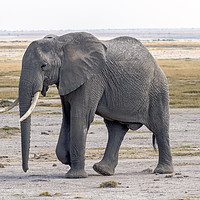 Buy canvas prints of bull elephant by Kelvin Rumsby