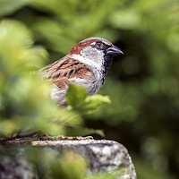 Buy canvas prints of male house sparrow by Kelvin Rumsby