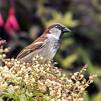 Buy canvas prints of sparrow by Kelvin Rumsby