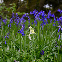 Buy canvas prints of The White Bluebell by Chris Wooldridge
