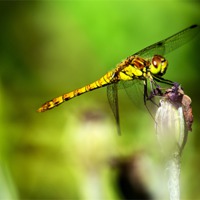 Buy canvas prints of Beautiful Dragonfly by Chris Wooldridge