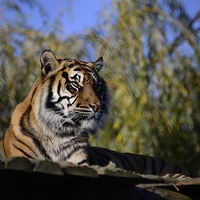 Buy canvas prints of Posing Tiger by Chris Wooldridge