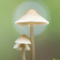 Buy canvas prints of Family of Mushrooms by Maxim van Asseldonk