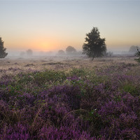 Buy canvas prints of The Heather and the Fog by Maxim van Asseldonk