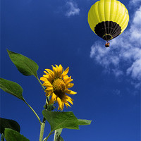 Buy canvas prints of Balloon flying over sunflower by Peter Cope