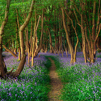 Buy canvas prints of Sussex Bluebells by sam moore