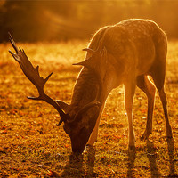 Buy canvas prints of Sussex Deer at Sunrise by sam moore