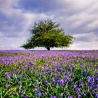 Buy canvas prints of Bluebells Tree by sam moore