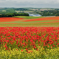 Buy canvas prints of Poppy Field in Sussex by sam moore