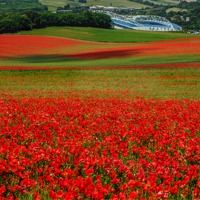 Buy canvas prints of Fields of Red by sam moore