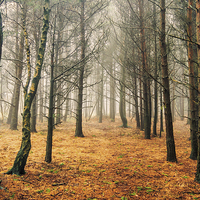 Buy canvas prints of Ashdown Forest by sam moore