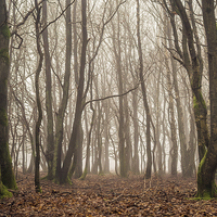 Buy canvas prints of Ashdown Forest by sam moore