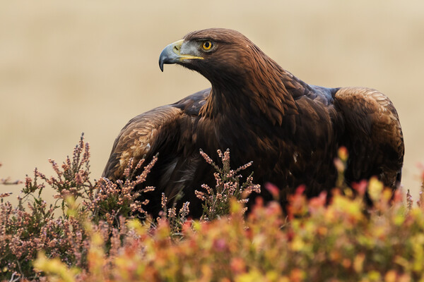Majestic Golden Eagle in a moorland setting Picture Board by Ian Duffield