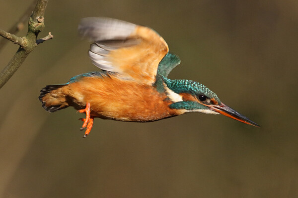 Dazzling Kingfisher in flight over the River Ver,  Picture Board by Ian Duffield