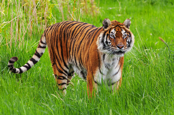 Female Bengal Tiger standing in long grass Picture Board by Ian Duffield