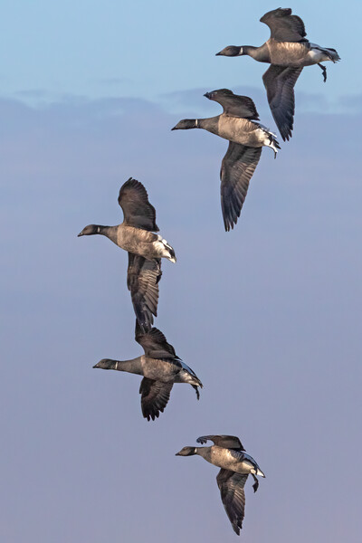 Formation of Brent Geese in flight Picture Board by Ian Duffield