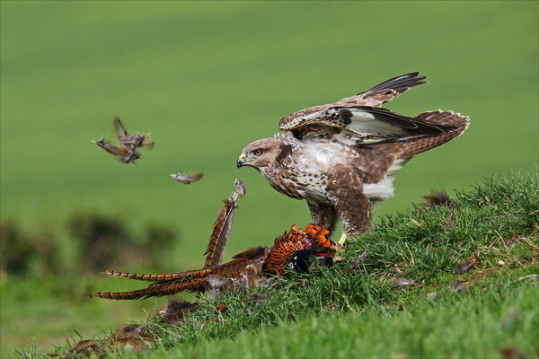 Feathers fly as  a Buzzard plucks a Pheasant Picture Board by Ian Duffield