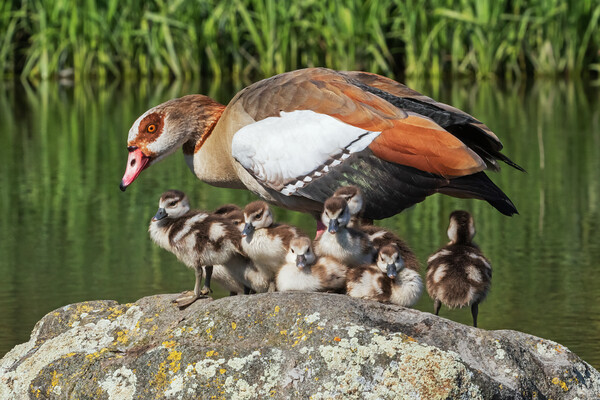 Lovely Egyptian Goose family together on a rock Picture Board by Ian Duffield