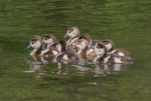 Cute Egyptian goslings swimming on Verulamium Lake Picture Board by Ian Duffield