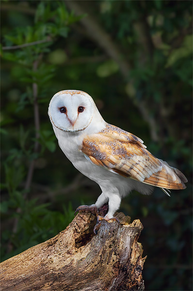 Barn Owl on Tree Stump Picture Board by Ian Duffield