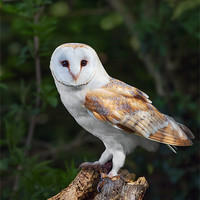 Buy canvas prints of Barn Owl on Tree Stump by Ian Duffield