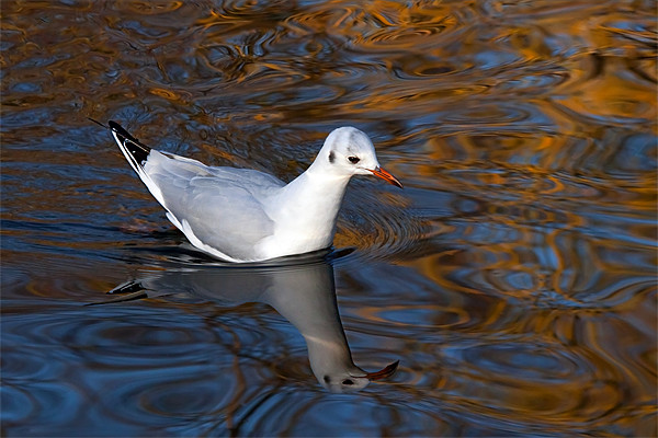 Black-headed Gull Floating on Reflections Picture Board by Ian Duffield