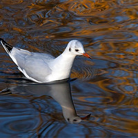 Buy canvas prints of Black-headed Gull Floating on Reflections by Ian Duffield