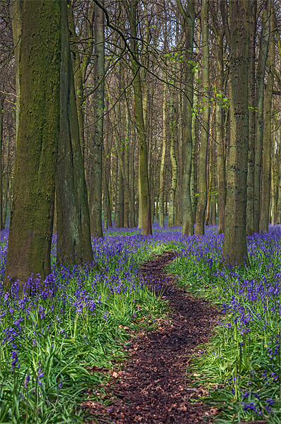 Walk Through Bluebells at Ashridge Picture Board by Ian Duffield