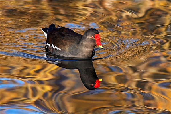 Moorhen swimming on Golden river reflections Picture Board by Ian Duffield