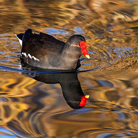 Buy canvas prints of Moorhen on Golden River by Ian Duffield