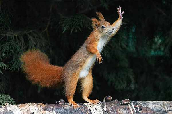 Red Squirrel says "Nuts Please" Picture Board by Ian Duffield