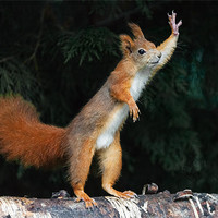 Buy canvas prints of Red Squirrel says "Nuts Please" by Ian Duffield