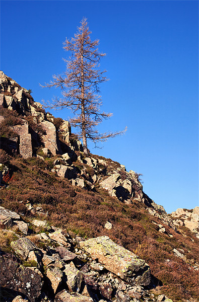 Lonesome Pine on High Rigg Picture Board by Ian Duffield