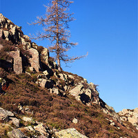 Buy canvas prints of Lonesome Pine on High Rigg by Ian Duffield