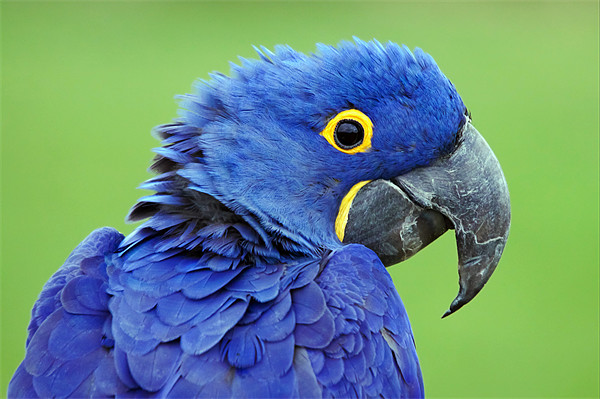 Hyacinth Macaw Picture Board by Ian Duffield
