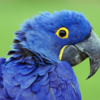 Buy canvas prints of Hyacinth Macaw by Ian Duffield