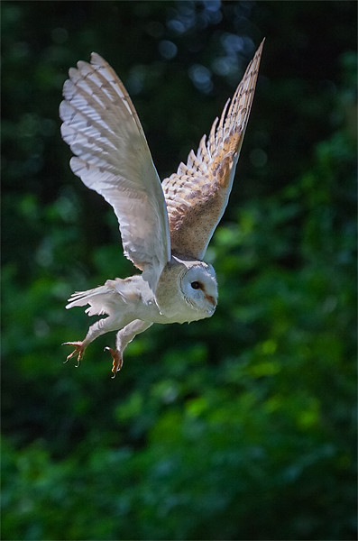 Barn Owl Passing Picture Board by Ian Duffield