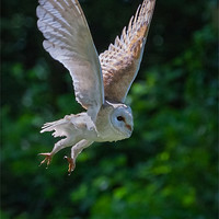 Buy canvas prints of Barn Owl Passing by Ian Duffield