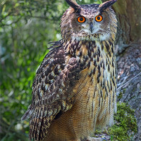 Buy canvas prints of Eagle Owl by Ian Duffield