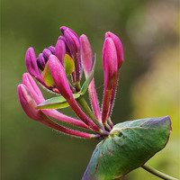 Buy canvas prints of Honeysuckle by Ian Duffield