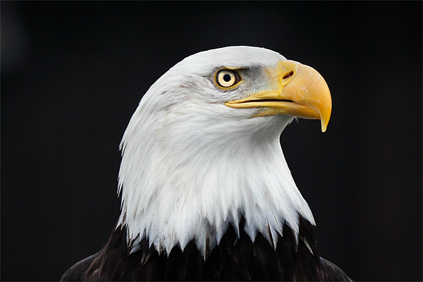 Majestic Bald Eagle Picture Board by Ian Duffield