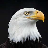Buy canvas prints of Majestic Bald Eagle by Ian Duffield