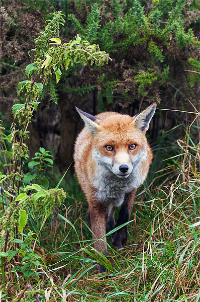 Fox emerging from the undergrowth Picture Board by Ian Duffield