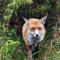 Buy canvas prints of Fox emerging from the undergrowth by Ian Duffield