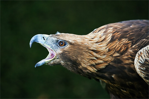 Golden eagle says "Dont mess with me" Picture Board by Ian Duffield